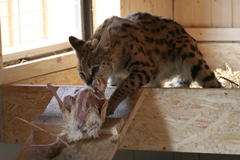 Servalzüchter Servalzucht Mecklenburg